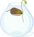 Oak sprout growing from acorn with green leaves and root system in glass vase with water Royalty Free Stock Photo